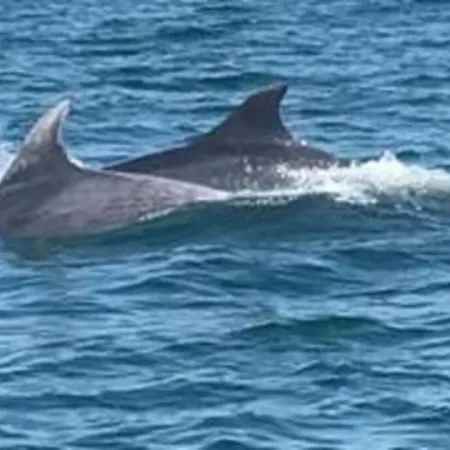 شقة Rez-de- Chaussee Sur Le Port Wi-fi 4g ديف-سو-مير